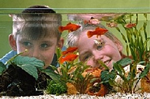 Kinder betrachten ihr Aquarium