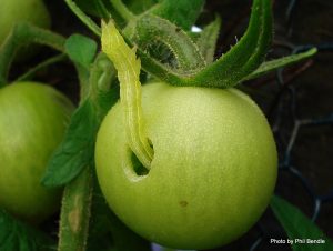 Trichplusia ni - Larve an Tomatenpflanze