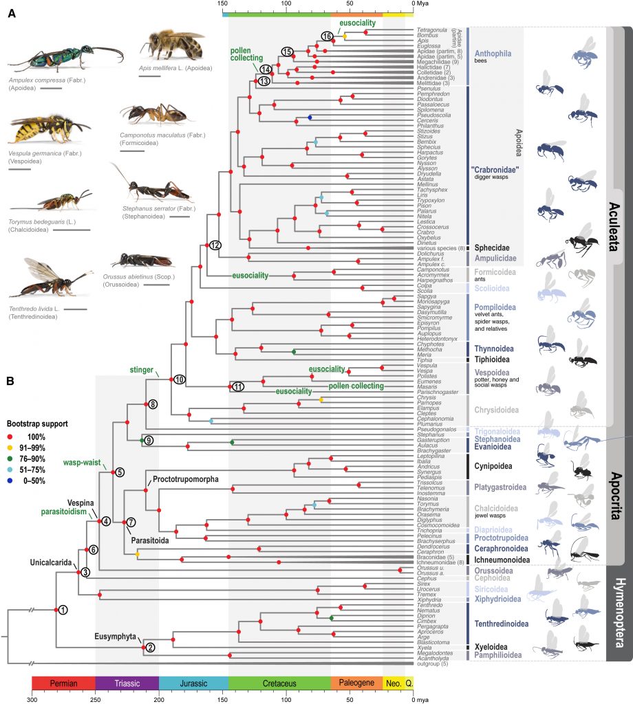 Evolutionsgeschichte der Hymenoptera